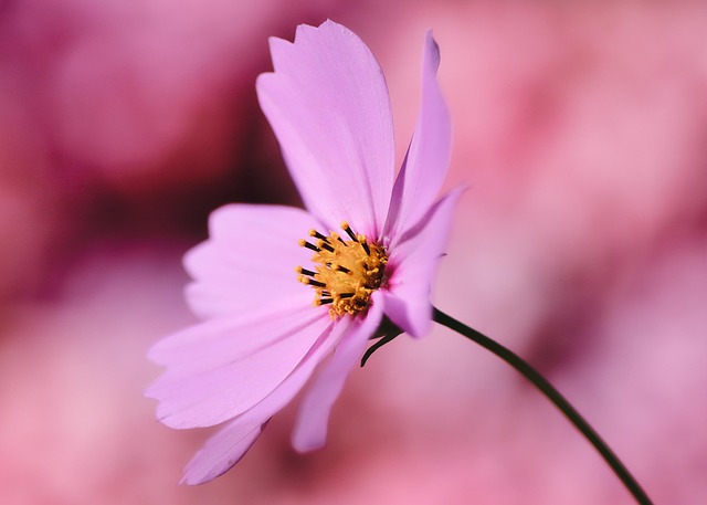 cosmea, jewelry basket, flower, flower wallpaper, cosmos flower, beautiful flowers, pink flowers, pink petals, flower background, petals, blossom, bloom, flora, plant, nature, close up